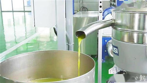 科技創(chuàng)新賦能油橄欖產(chǎn)業(yè)鏈 地中海特產(chǎn)成鄂西山區(qū)致富果