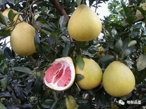 貴州地理標(biāo)志水果與家用電器的奇妙結(jié)合